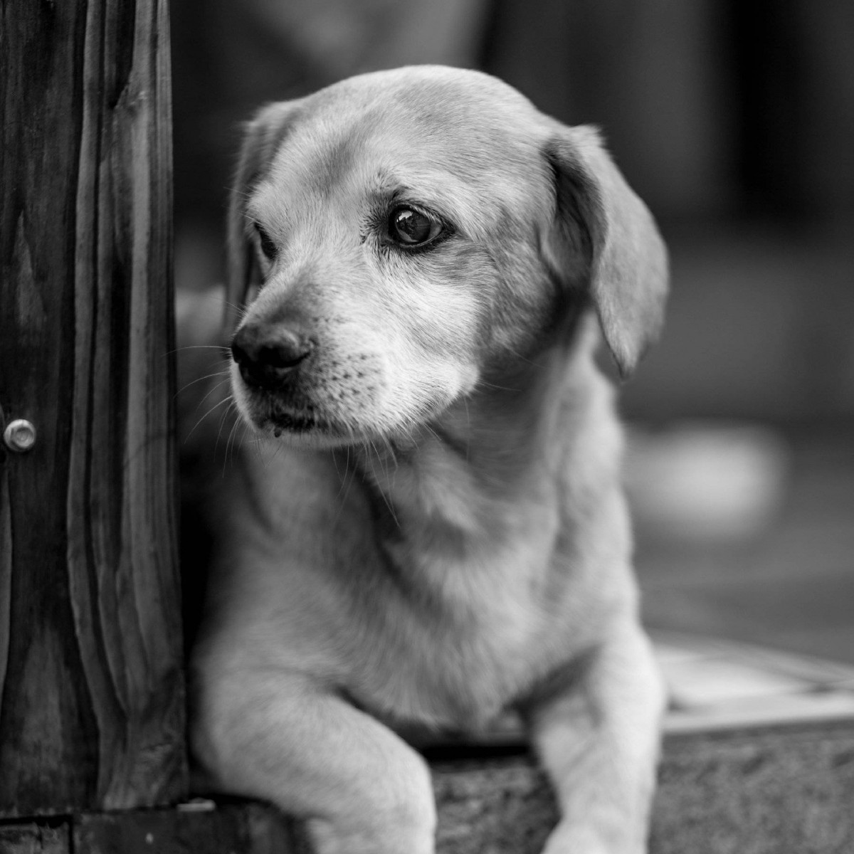 Dog Portrait Black and White