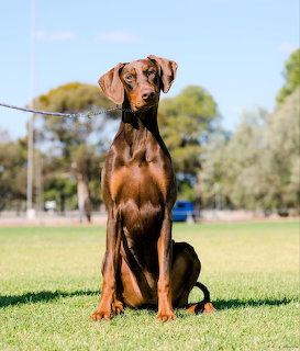 Doberman Pinscher dog sitting on grass in park