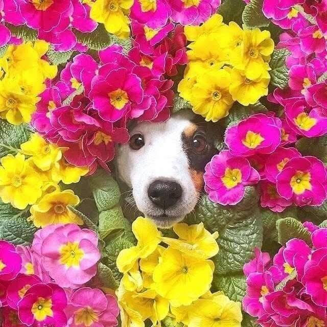 Brown and white dog's face surrounded by bright pink and yellow primrose flowers