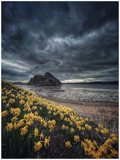 Yellow daffodils along a beach shore with a large rock formation and dark stormy sky