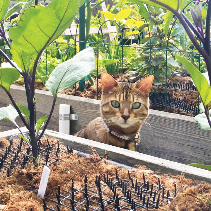 Orange tabby cat in wooden raised garden bed with tropical plants and yellow flowers