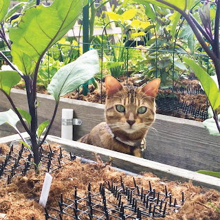 Cat in the Garden