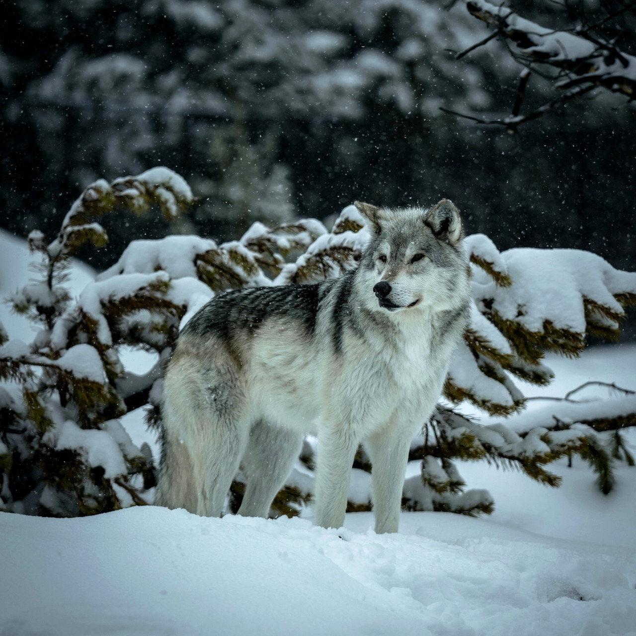 The Mighty Wolf