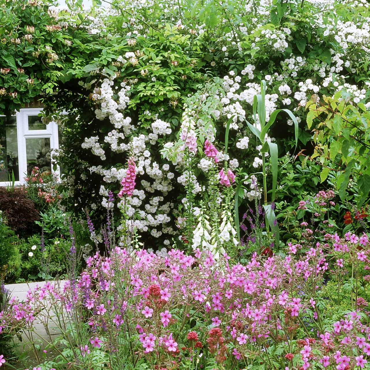 Cottage garden with white climbing roses on trellis and pink flowering plants in foreground