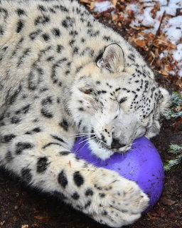 Snow leopard lying on the ground holding a purple ball with its paws and mouth
