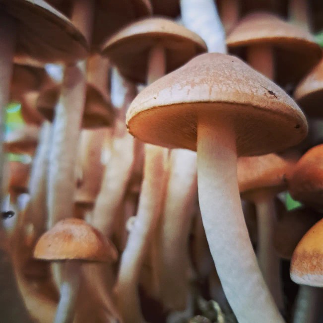 Close-up of brown mushrooms with pale stems growing in a cluster
