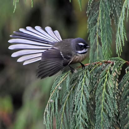 Small fantail bird perched on a branch with fanned tail feathers.