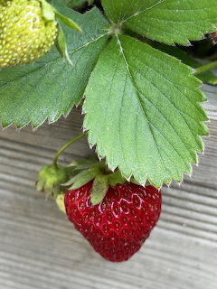Close-up of a ripe red strawberry hanging beneath green strawberry plant leaves on a wooden background