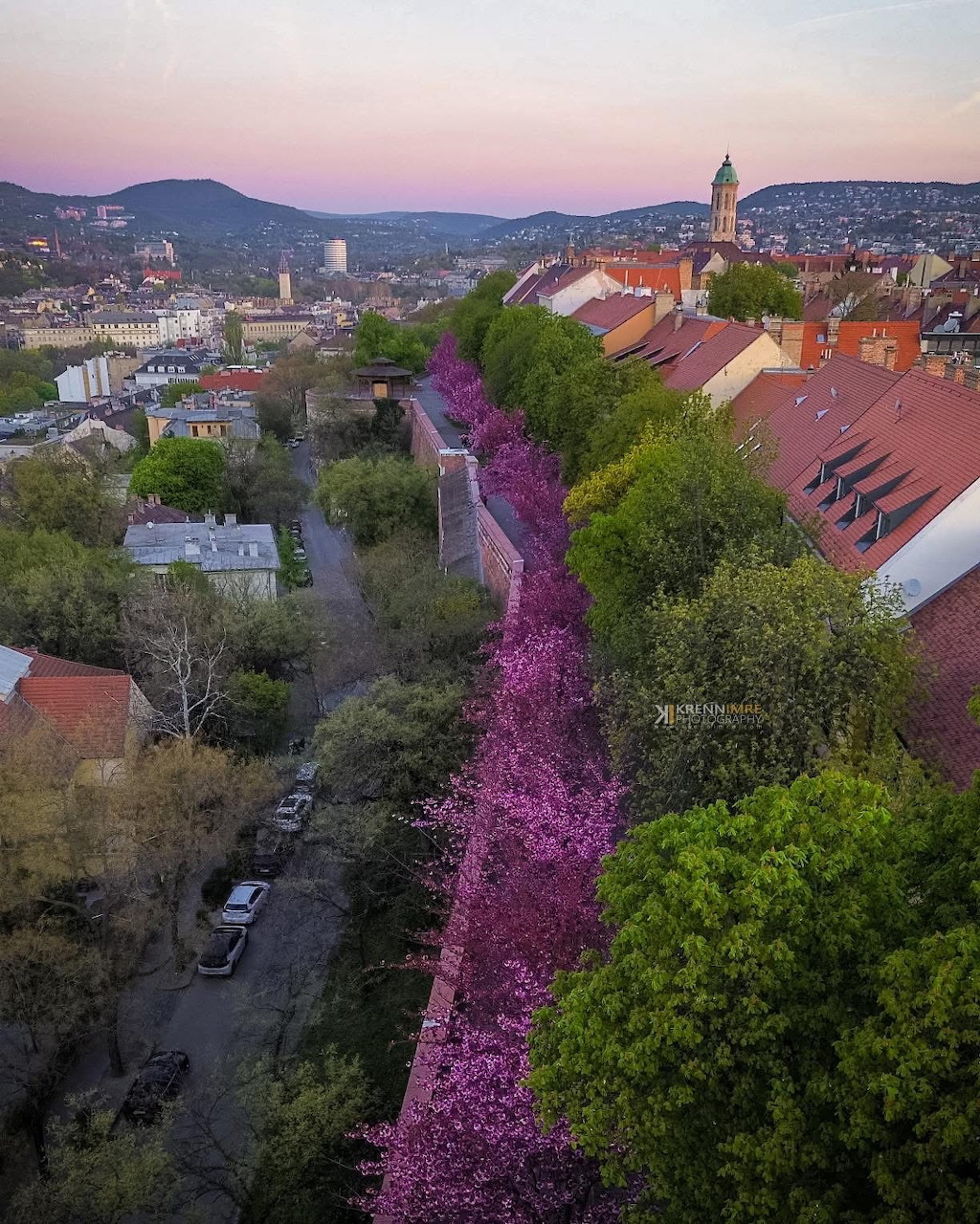 Aerial view of purple flowering trees lining a promenade in Buda Castle at dusk with historic buildings and city views