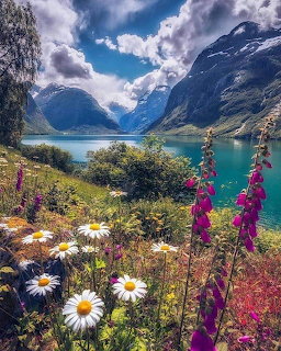 Daisies and foxgloves bloming beside a turquoise mountain lake with snow-capped peaks and clouds
