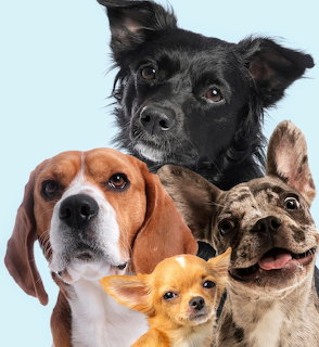 Four Dogs Portrait