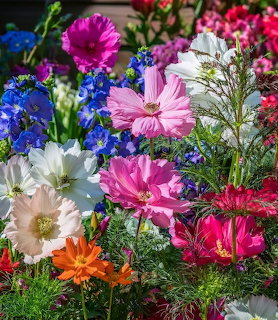 Colorful garden flowers including pink cosmos, white daisies, blue delphinium, and orange blooms in green foliage