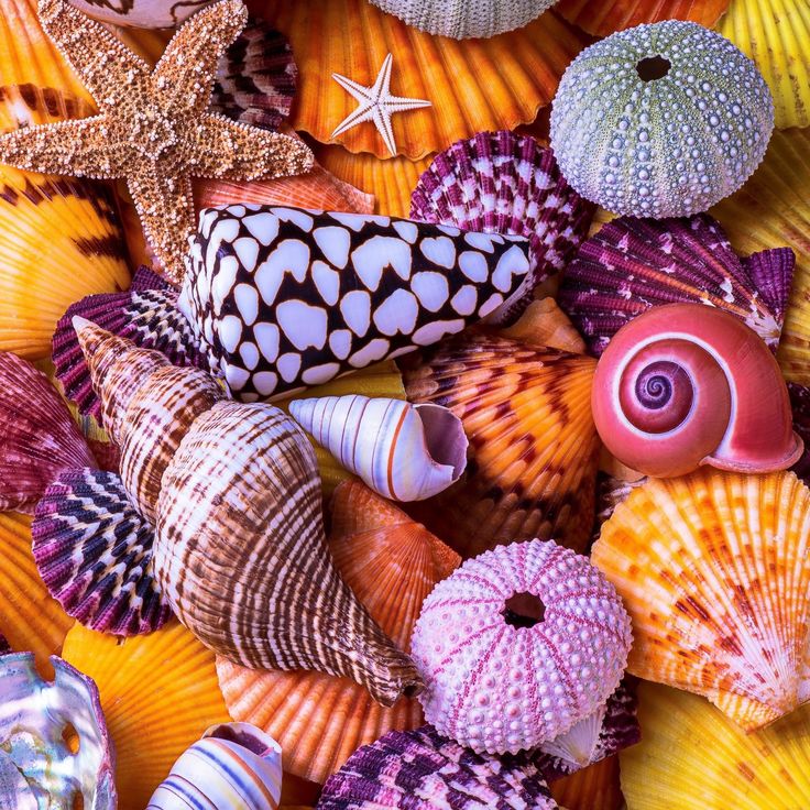 Colorful Seashells Collection