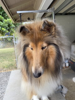 Close-up of a fluffy Collie dog with long tricolor fur looking at camera