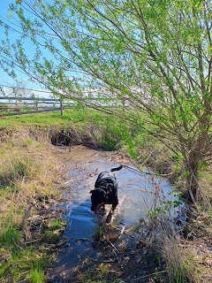 Black dog standing in a shallow creek beside grass and leafy trees