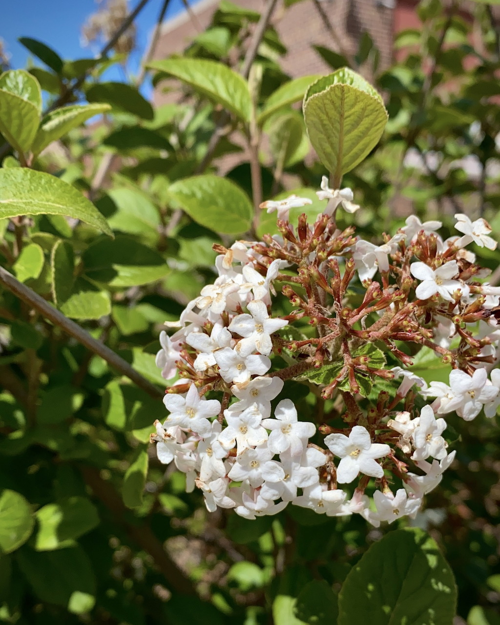 Cluster of white viburnum flowers with green leaves against a blue sky