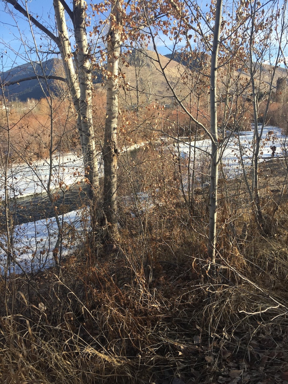 Leafless birch trees, dry grass, snow patches, and distant mountains in a winter landscape