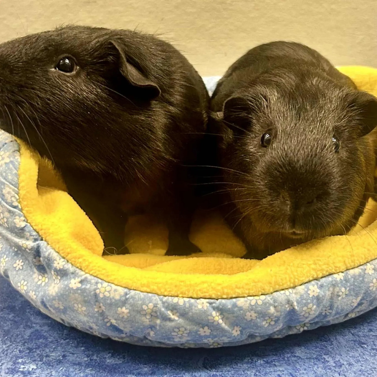Two brown guinea pigs cuddled together in a blue pet bed