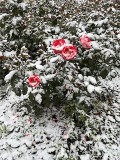 Pink roses covered in snow on a winter bush with green foliage