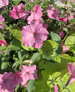 Pink petunia flowers blooming among green leaves in garden