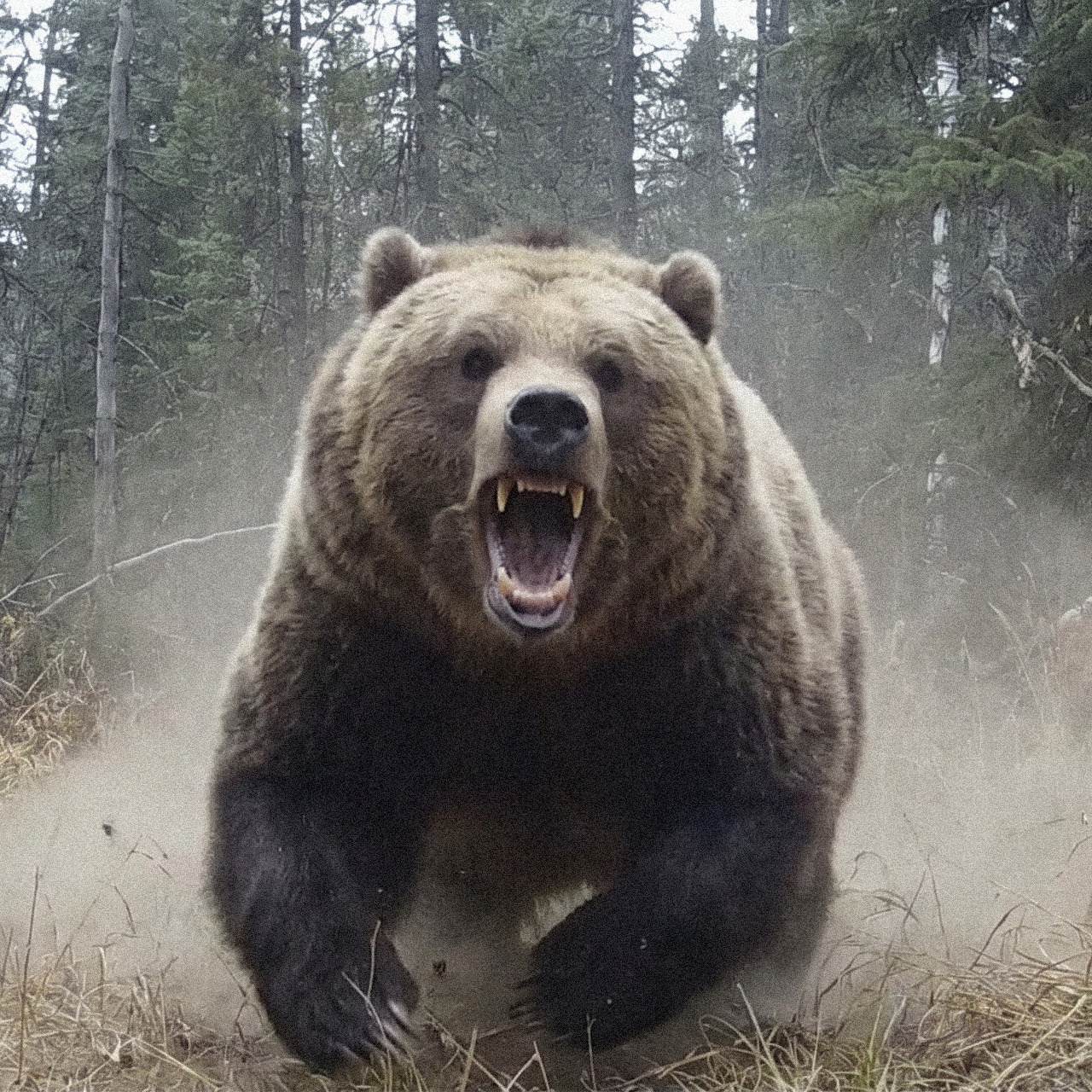 Roaring grizzly bear running through a dusty forest clearing
