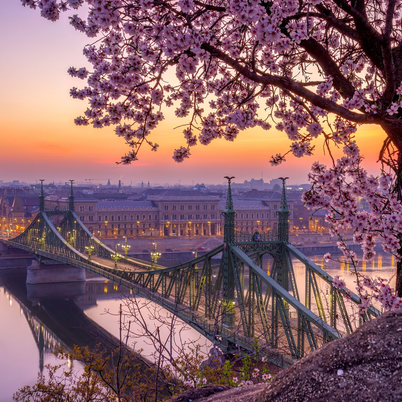 Liberty Bridge in Budapest at sunset with purple blossoms framing the view over the Danube