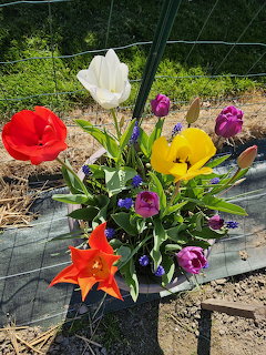 Colorful Spring Flowers