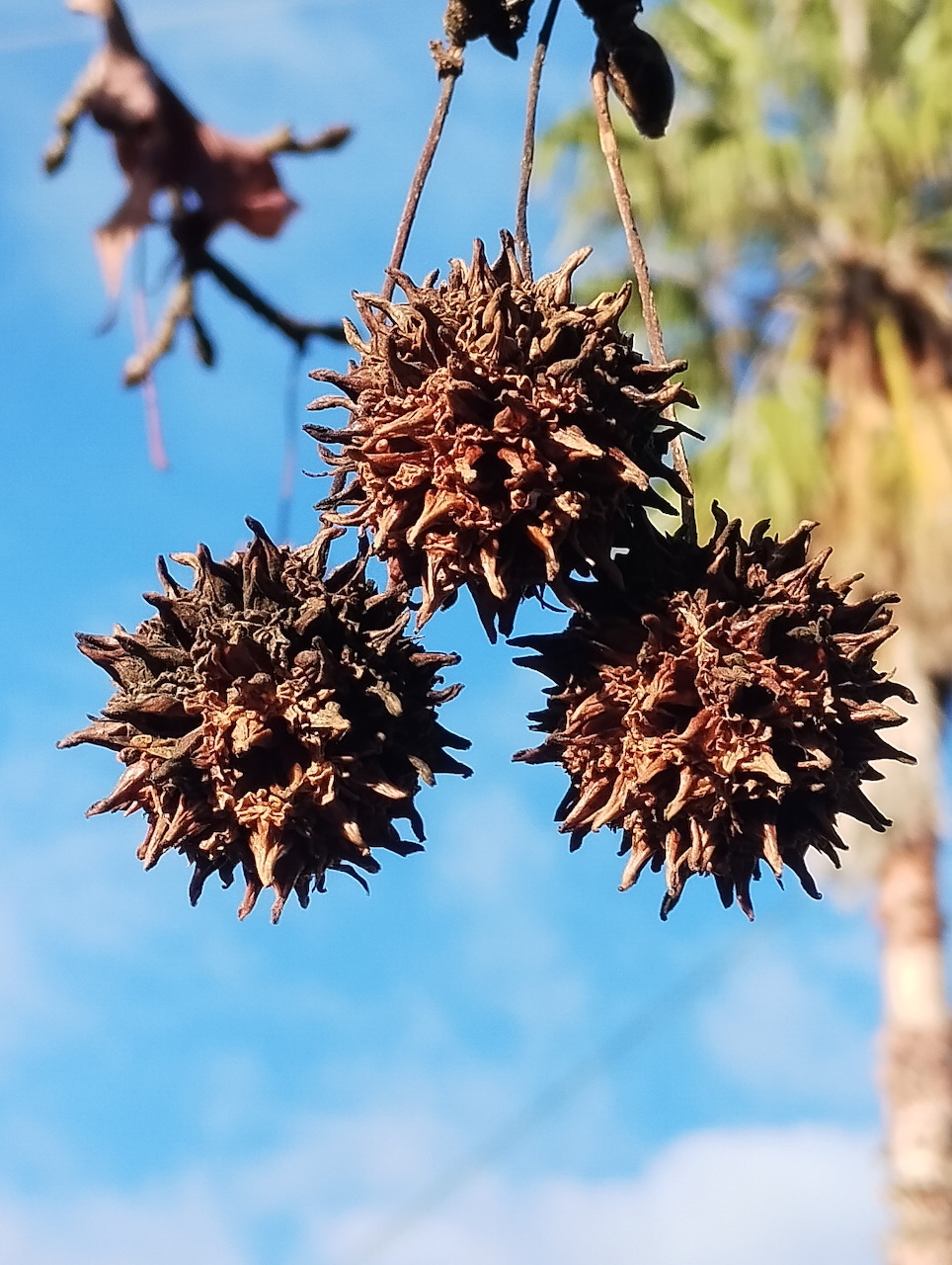 Three spiky liquidambar seed pods hanging from a branch against a blue sky