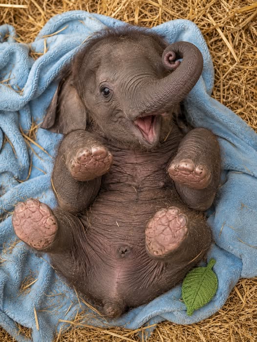 Baby Elephant