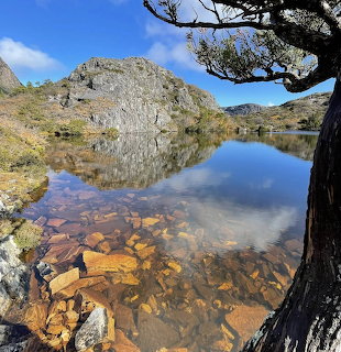 Cradle Mountain reflected in still lake water with rocks visible beneath surface, tree trunk in foreground