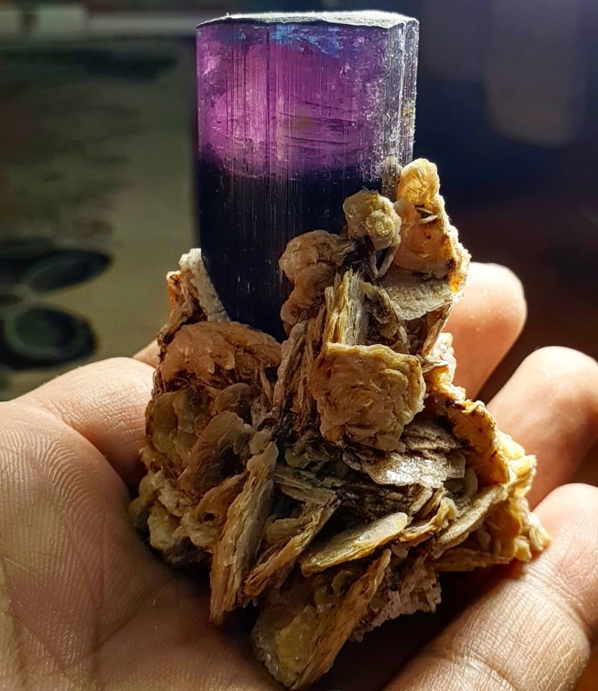 Pink-purple tourmaline crystal specimen with brown matrix held in someone's hand