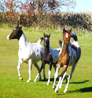 Three pinto horses galloping across a grassy field with a stone wall behind them
