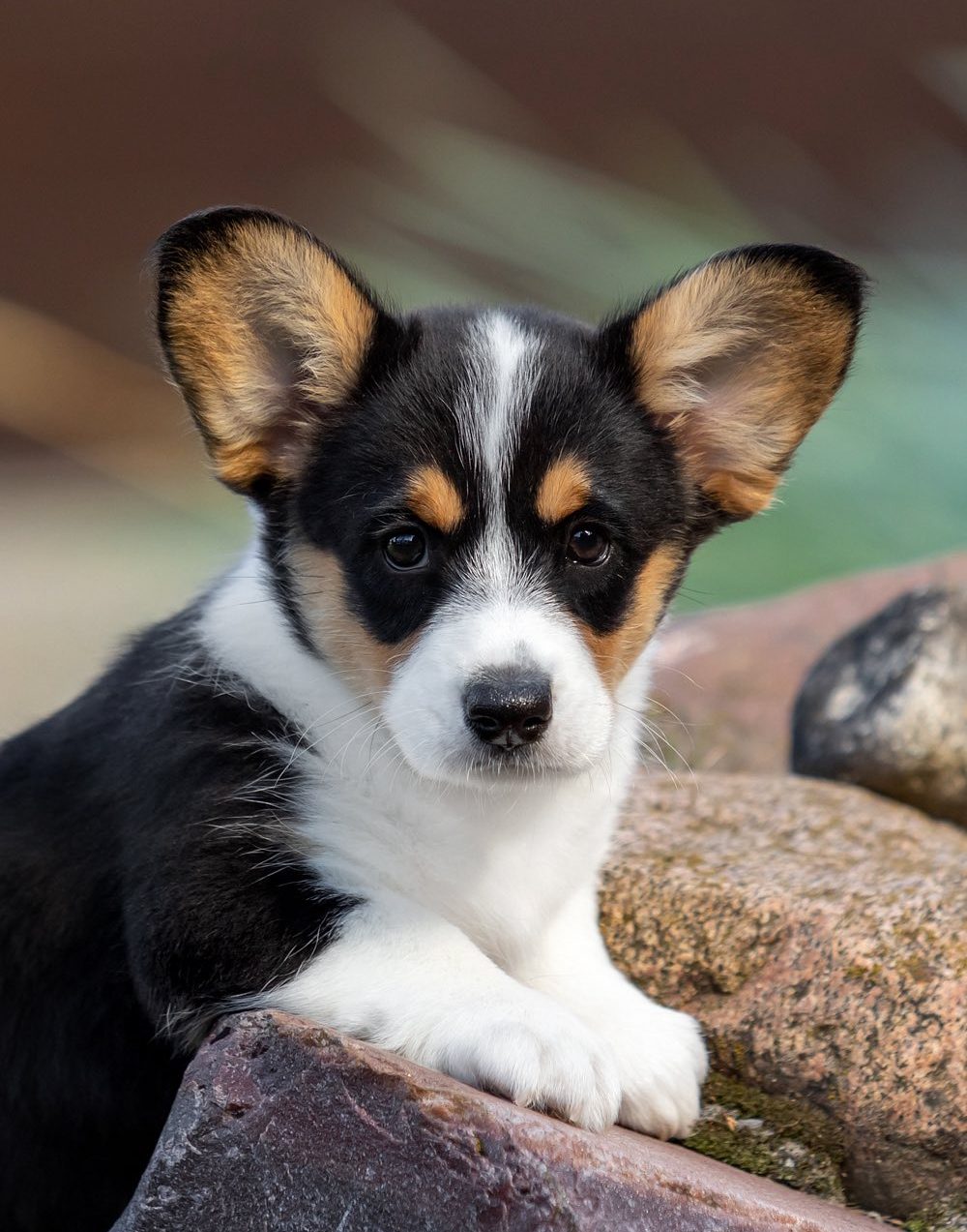 Corgi Puppy Portrait