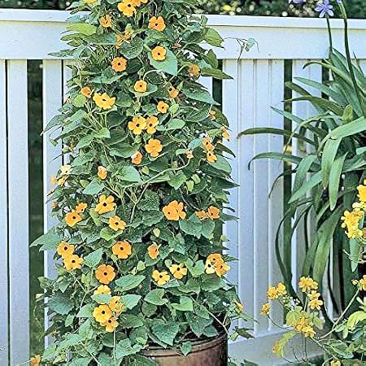 Yellow black-eyed Susan vine flowers climbing a leafy trellis beside a white garden fence