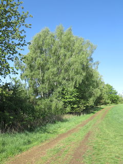 Grassy path alongside tall birch trees with green foliage under a clear blue sky