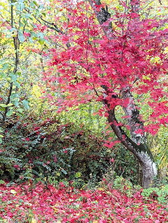 Japanese maple tree with bright red leaves in an autumn garden setting