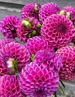 Close-up of several bright pink dahlia flowers on a rustic wooden surface