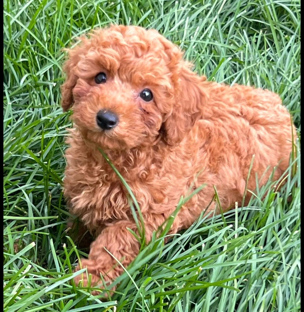 Curly red puppy lying in tall green grass