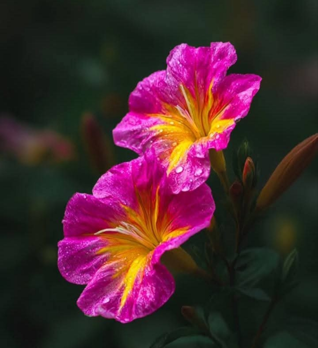 Pink and Yellow Flowers