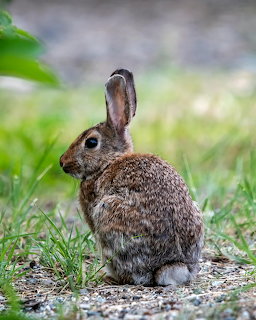 Young Hare in Grass