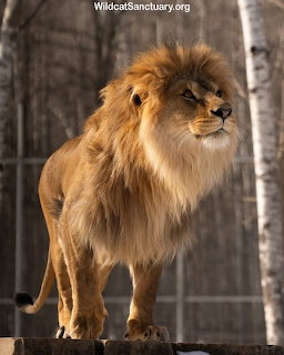Male lion with a thick mane standing outdoors near trees