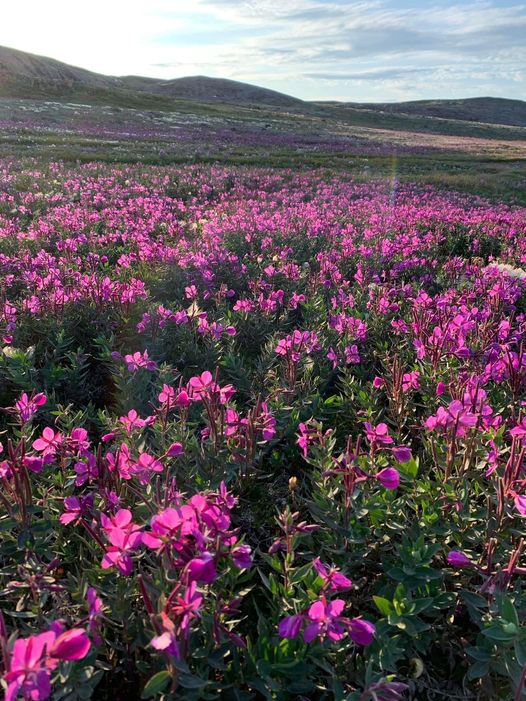 Field of bright pink-purple wildflowers covering tundra landscape with hills in the background