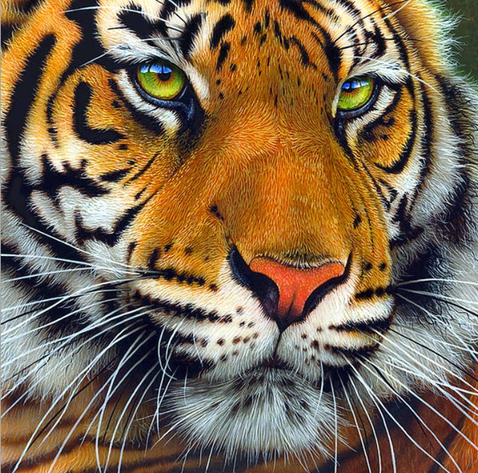 Close-up of a tiger face with green eyes, orange and black stripes, and pink nose