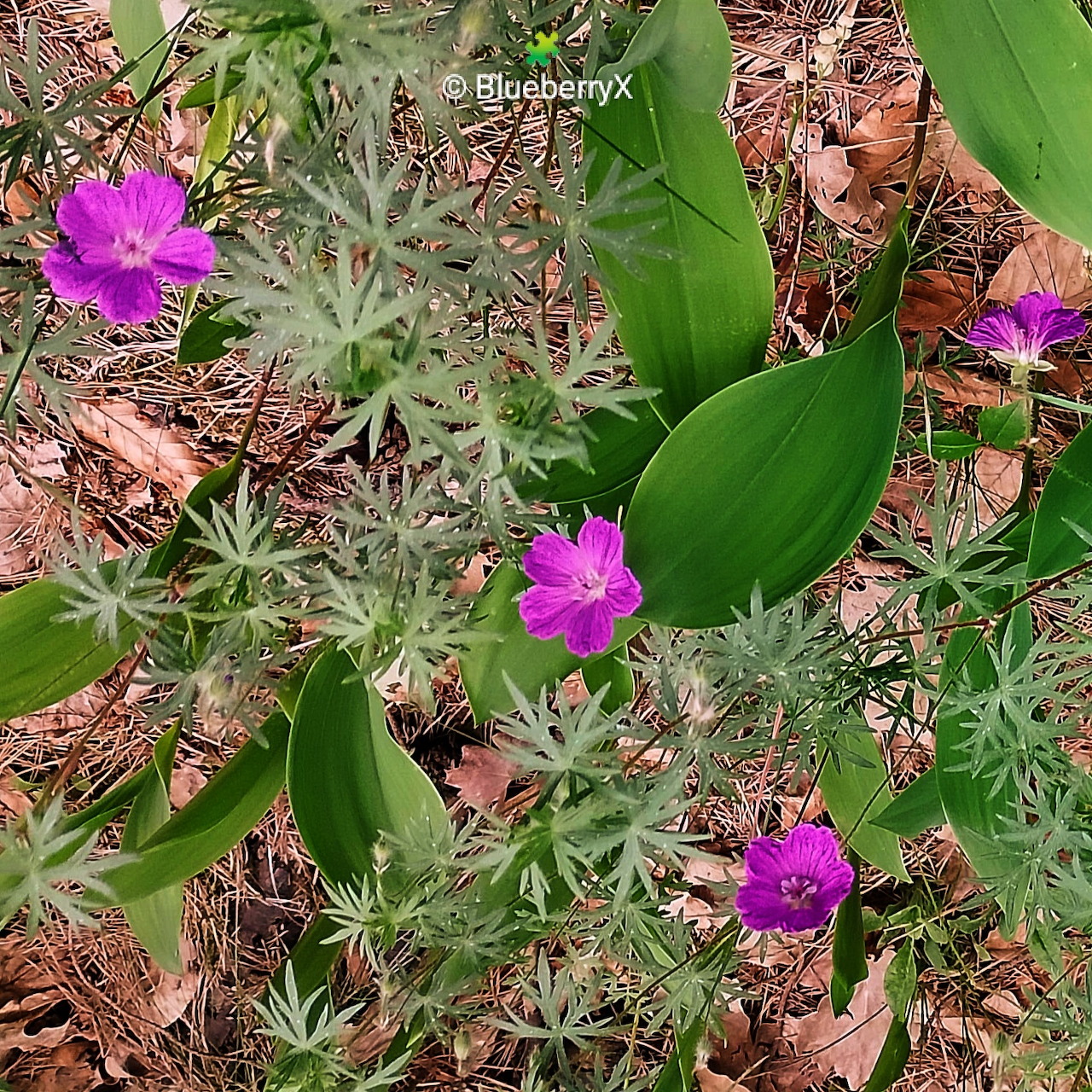 Purple wildflowers with green leaves on a forest floor covered in dry pine needles