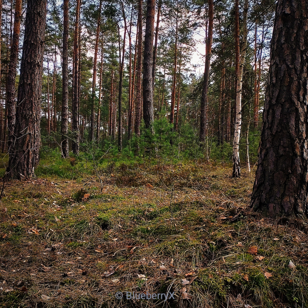 Pine trees in a quiet forest with grassy, mossy ground and green shrubs