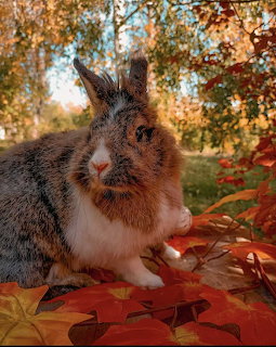 Rabbit in Autumn Leaves