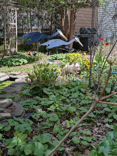 Puppy in Garden