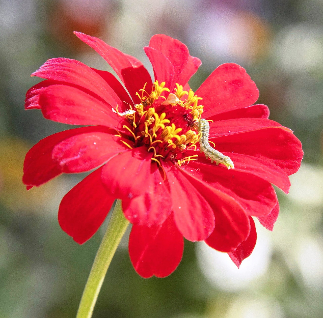 Close-up of a bright red zinnia flower with yellow center on green stem