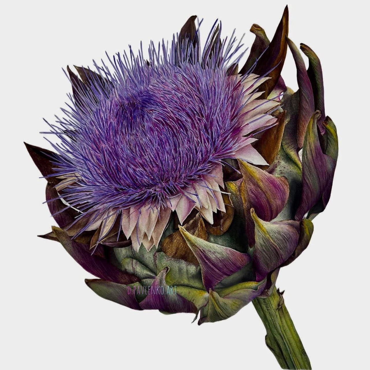 Illustration of a purple artichoke blossom with green leaves on a light background