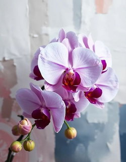 Garden with Orchids